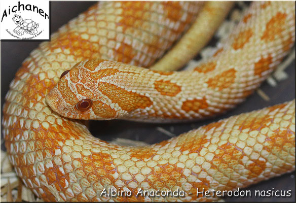 Anaconda Albino - Heterodon nasicus