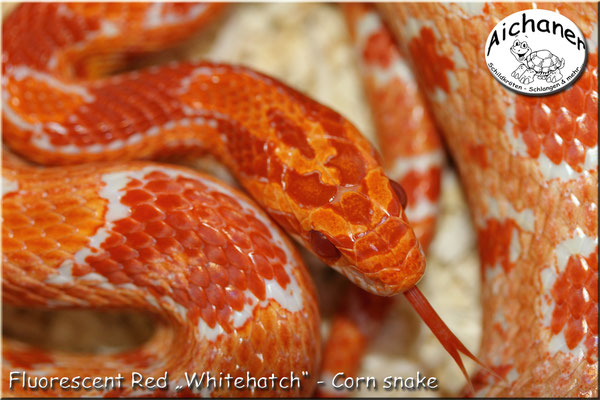 Fluorescent Red "Whitehatch" - Corn snake