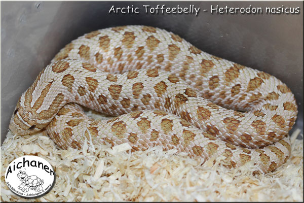 Arctic Toffeebelly - Heterodon nasicus