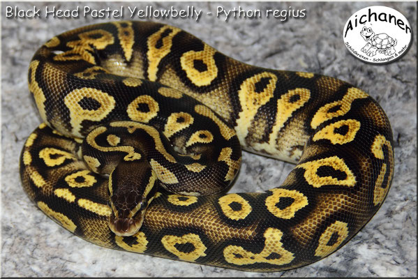 Black Head Pastel Yellowbelly - Python regius