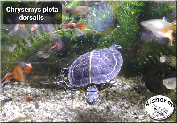 Südliche Zierschildkröte "Chrysemys picta dorsalis"