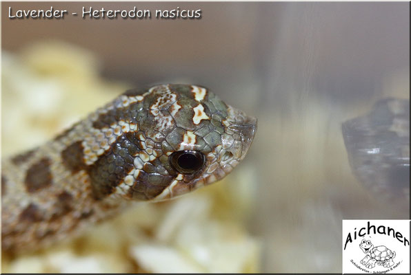 Lavender - Heterodon nasicus