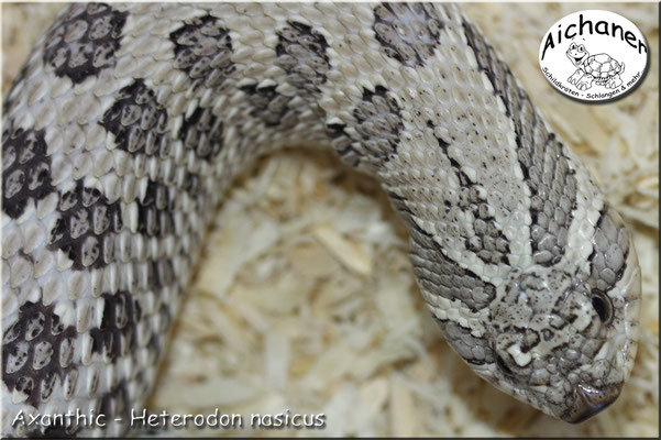 Axanthic - Heterodon nasicus