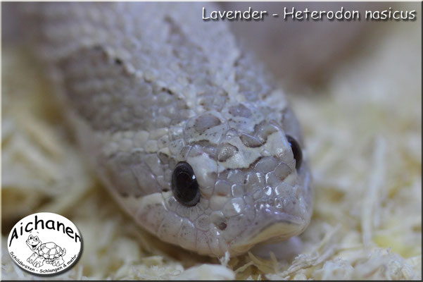 Lavender - Heterodon nasicus