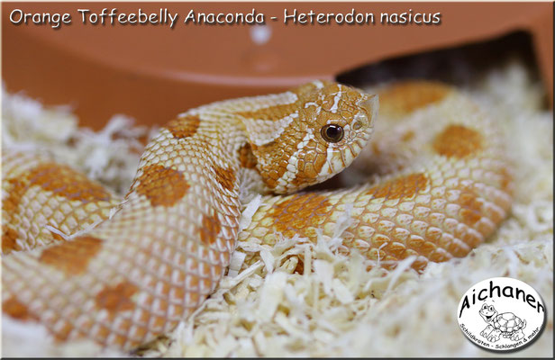 Anaconda Orange Toffeebelly - Heterodon nasicus