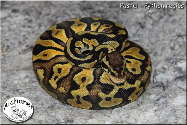 Pastel - Python regius