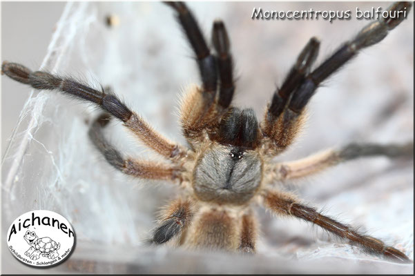 Blaue Jemen-Vogelspinne "Monocentropus balfouri"