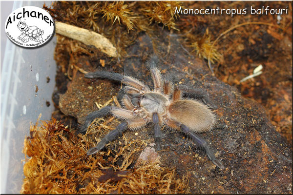 Blaue Jemen-Vogelspinne "Monocentropus balfouri"