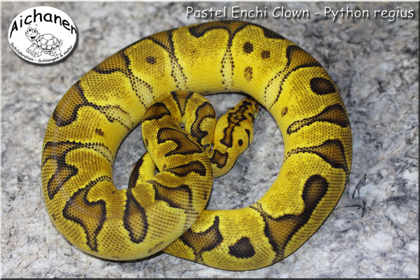 Pastel Enchi Clown - Python regius