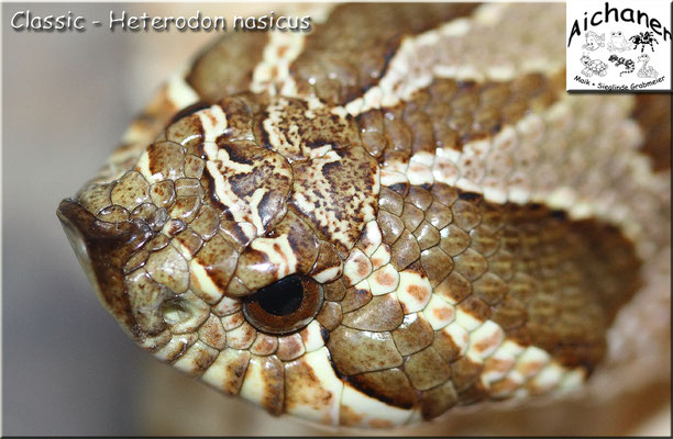 Classic - Heterodon nasicus