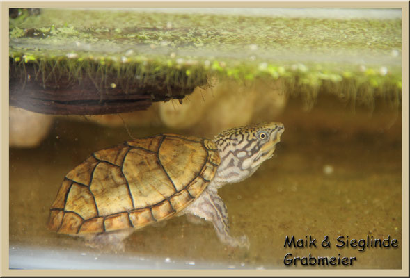 Nackenstreifen-Moschusschildkröte "Sternotherus minor peltifer"