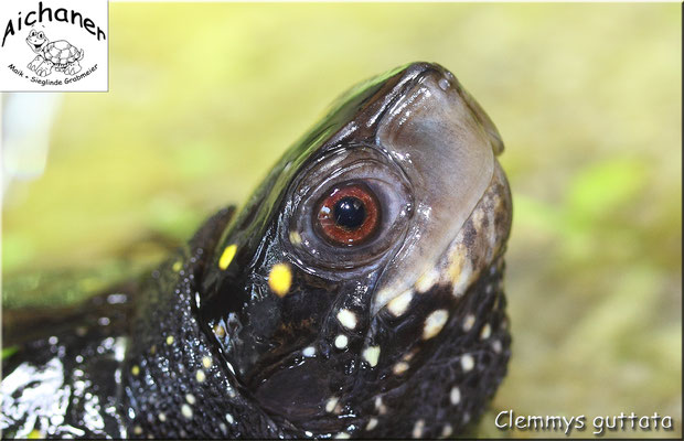 Tropfenschildkröte "Clemmys guttata"