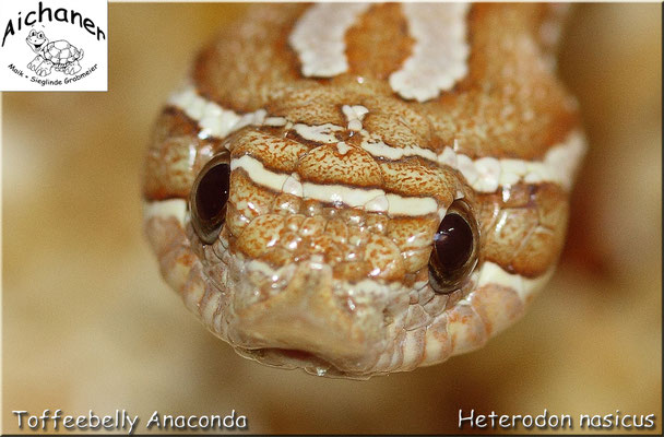 Anaconda Toffeebelly - Heterodon nasicus