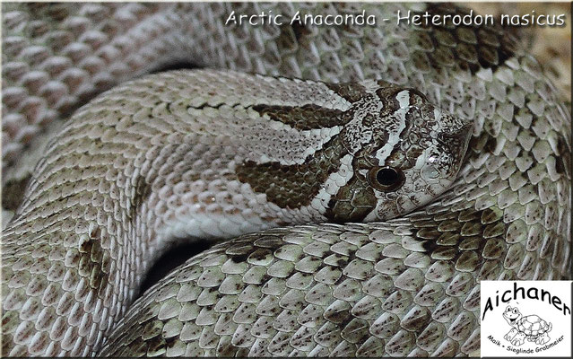 Arctic Anaconda - Heterodon nasicus