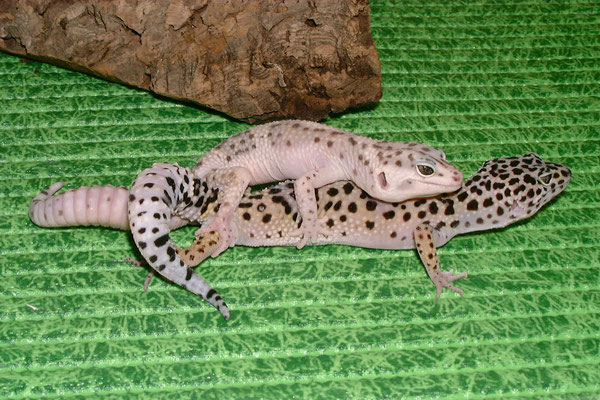 Leopardgecko "Eublepharis macularius"   Paarung