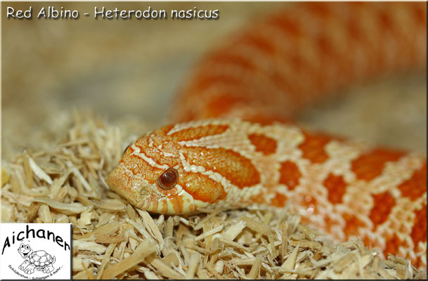 Red Albino - Heterodon nasicus