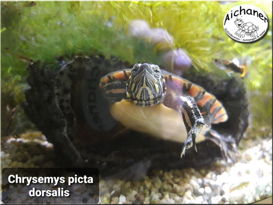 Südliche Zierschildkröte "Chrysemys picta dorsalis"