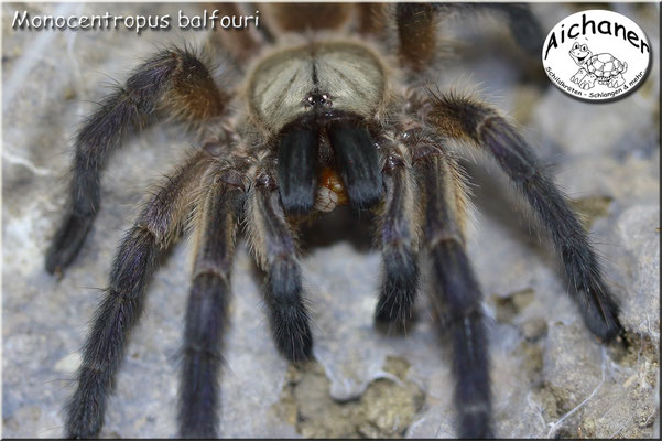 Blaue Jemen-Vogelspinne "Monocentropus balfouri"