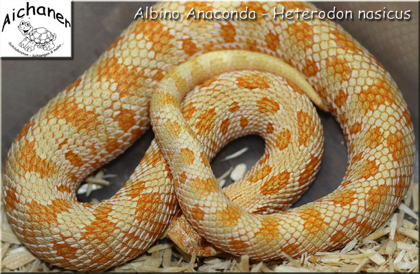 Anaconda Albino - Heterodon nasicus