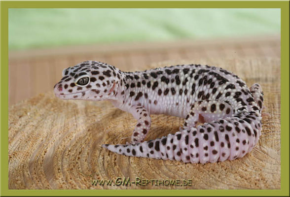 Leopardgecko "Eublepharis macularius"   Fotoshooting für "Fressnapf"