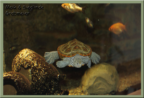 Diamantschildkröte "Malaclemys terrapin centrata"