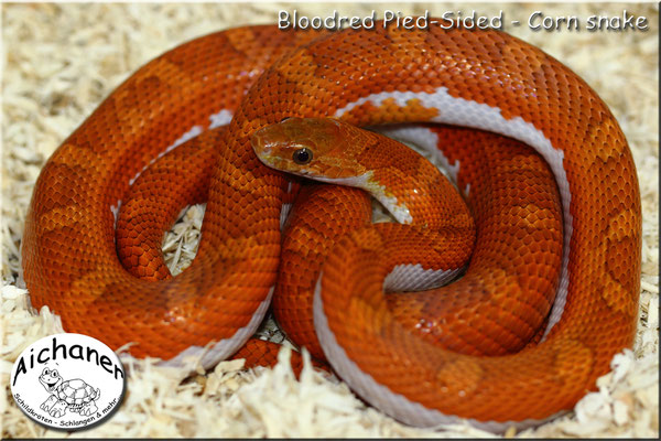 Bloodred Pied-Sided - Corn snake