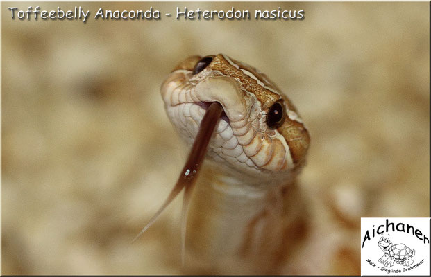Anaconda Toffeebelly - Heterodon nasicus