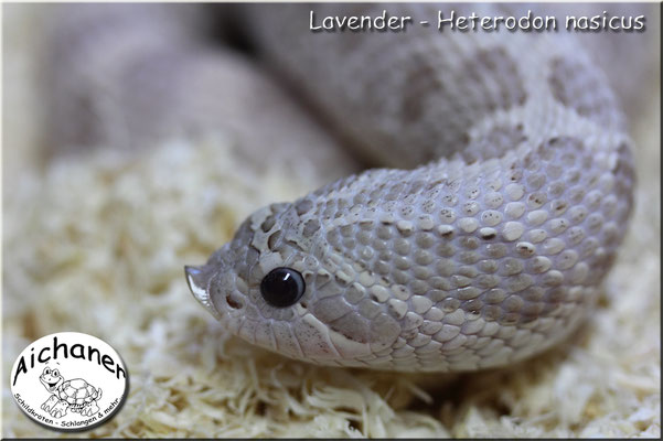 Lavender - Heterodon nasicus