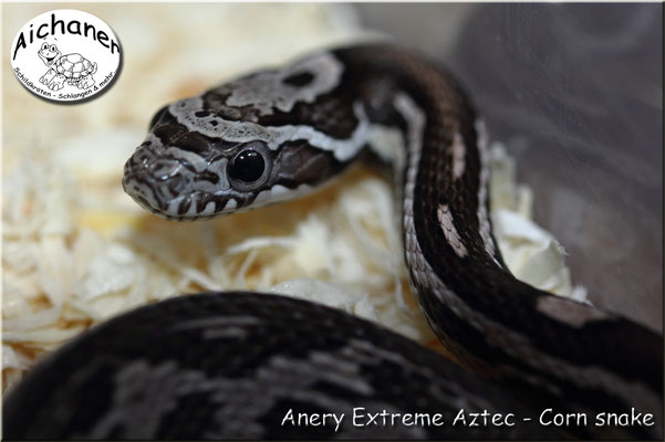 Anery Extreme Aztec - Corn snake