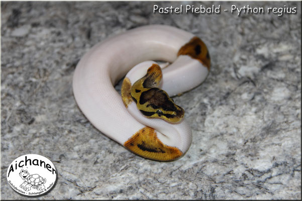 Pastel Piebald - Python regius
