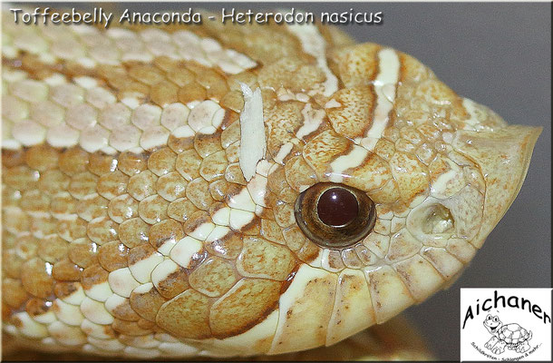 Anaconda Toffeebelly - Heterodon nasicus