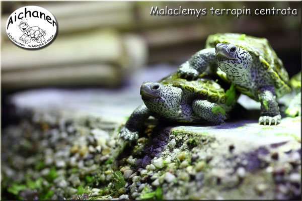Diamantschildkröte "Malaclemys terrapin centrata"   Jährige Nachzuchten