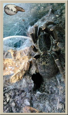 Pterinochilus chordatus