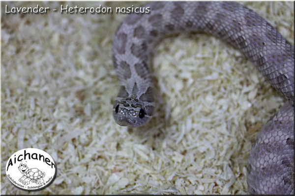 Lavender - Heterodon nasicus