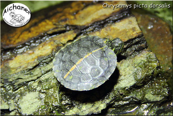 Südliche Zierschildkröte "Chrysemys picta dorsalis"