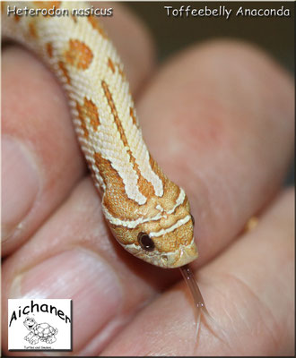  Anaconda Toffeebelly - Heterodon nasicus