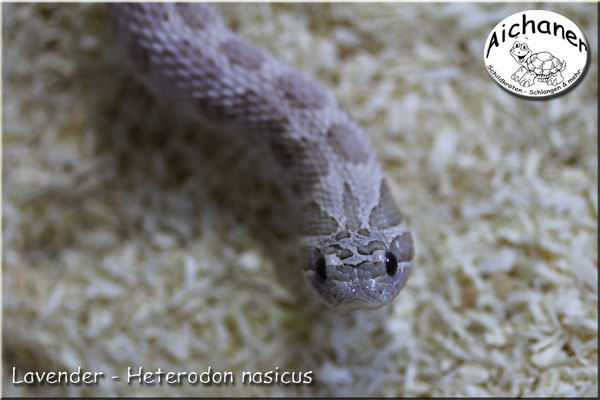 Lavender - Heterodon nasicus