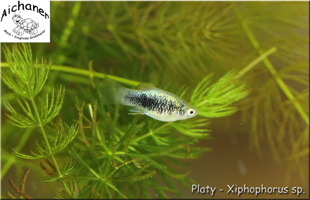 Platy - Xiphophorus sp. 