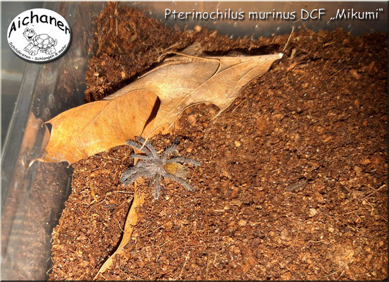 Pterinochilus murinus DCF "Mikumi"   1.Fh