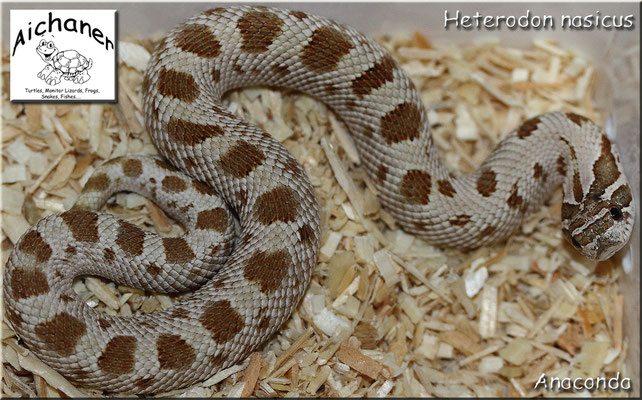 Anaconda - Heterodon nasicus NZ 2019