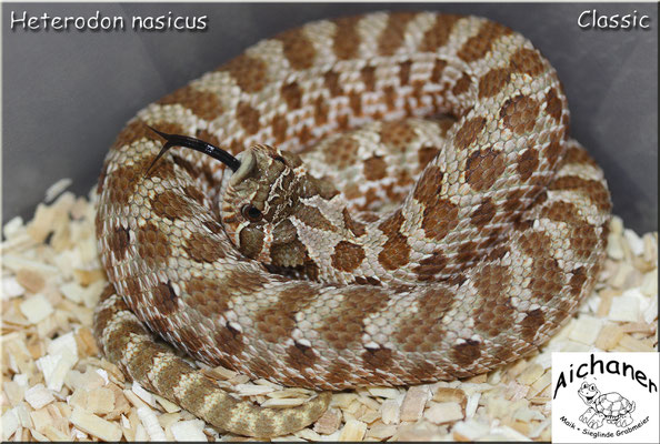 Classic - Heterodon nasicus 