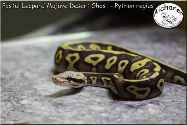 Pastel Leopard Mojave Desert Ghost - Python regius