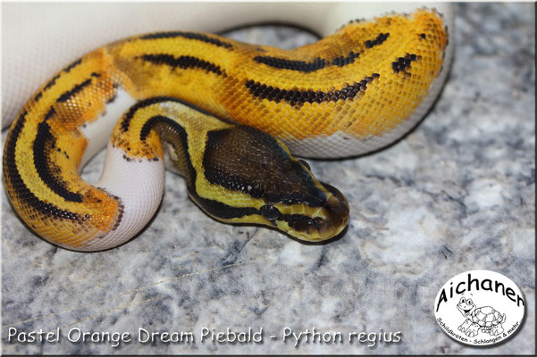 Pastel Orange Dream Piebald - Python regius