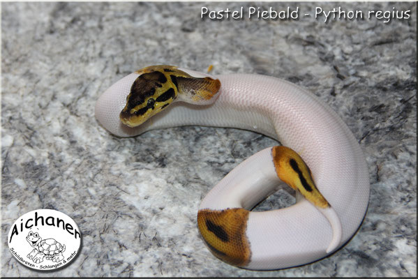 Pastel Piebald - Python regius