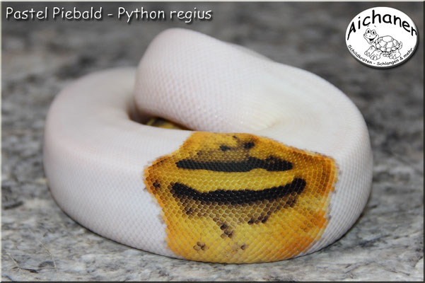 Pastel Piebald - Python regius