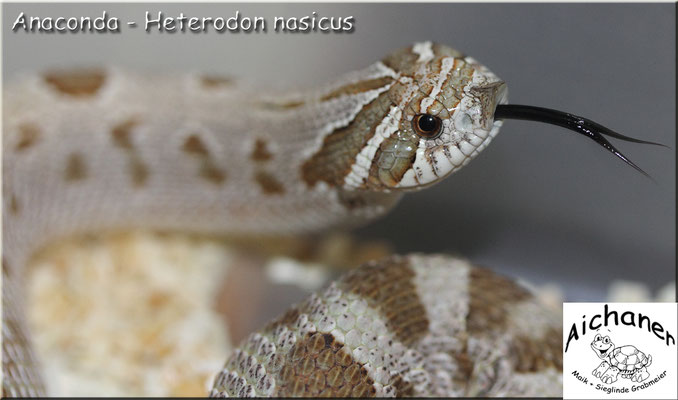 Anaconda - Heterodon nasicus NZ 2019