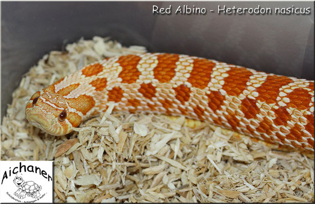 Red Albino - Heterodon nasicus