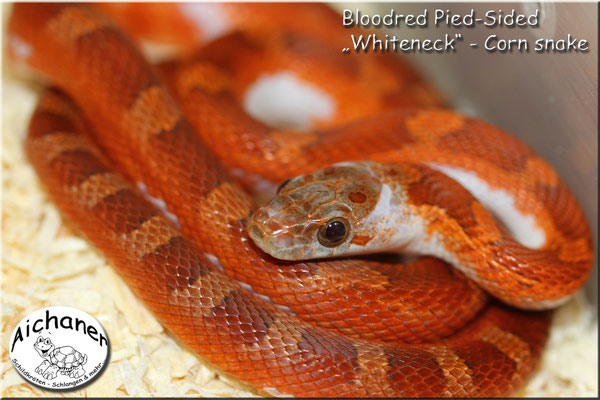 Bloodred Pied-Sided "Whiteneck" - Corn snake