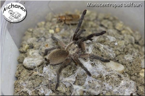 Blaue Jemen-Vogelspinne "Monocentropus balfouri"