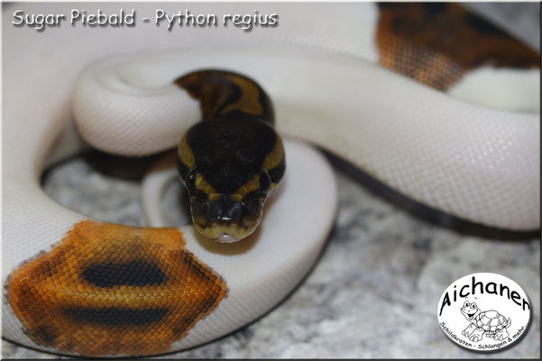Sugar Piebald - Python regius